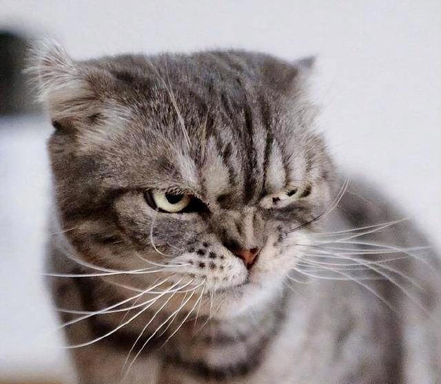 猫咪有这几种现象，说明已经被“惯坏”了，你家猫有吗？