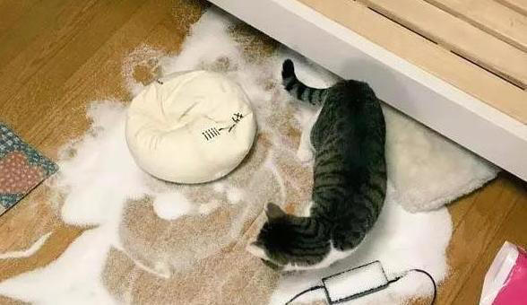 猫咪有这几种现象，说明已经被“惯坏”了，你家猫有吗？