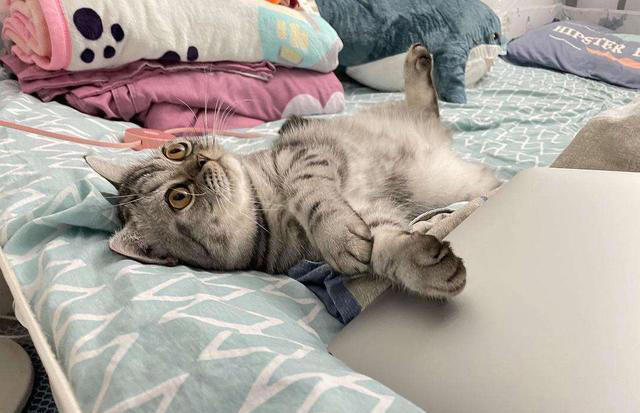 猫咪有这几种现象，说明已经被“惯坏”了，你家猫有吗？