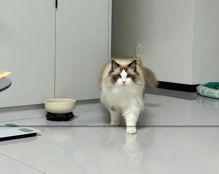 猫咪觉得烦人的5种“额外关心”，可能让猫咪离你越来越远