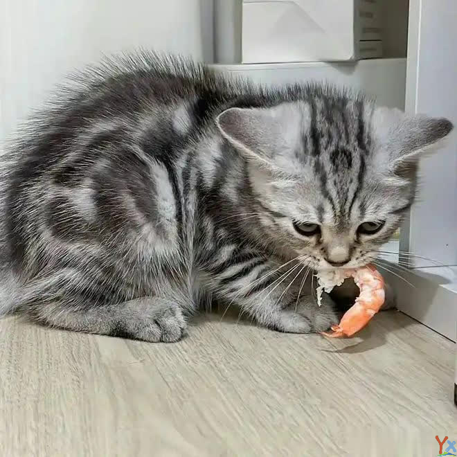 吃货猫咪的千层套路：为了口吃的，它们能有800个心眼！