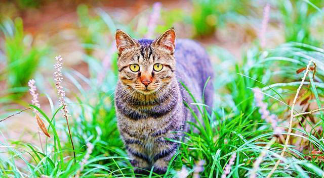 你知道中华田园猫有哪些品种吗？揭秘这些可爱的猫咪品种