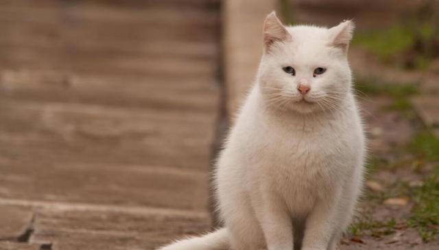 你知道中华田园猫有哪些品种吗？揭秘这些可爱的猫咪品种