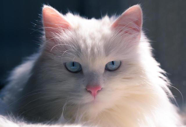 你知道中华田园猫有哪些品种吗？揭秘这些可爱的猫咪品种