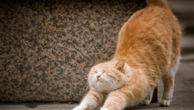 你知道中华田园猫有哪些品种吗？揭秘这些可爱的猫咪品种