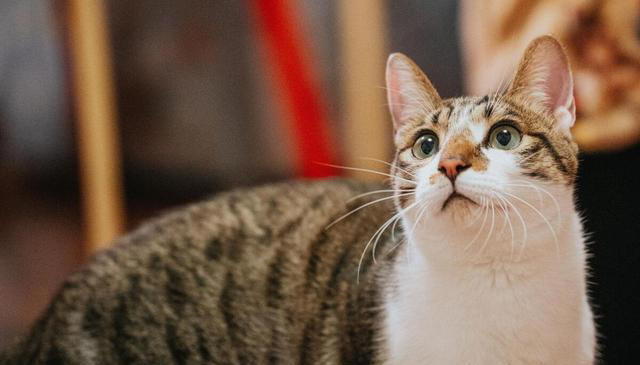 你知道中华田园猫有哪些品种吗？揭秘这些可爱的猫咪品种