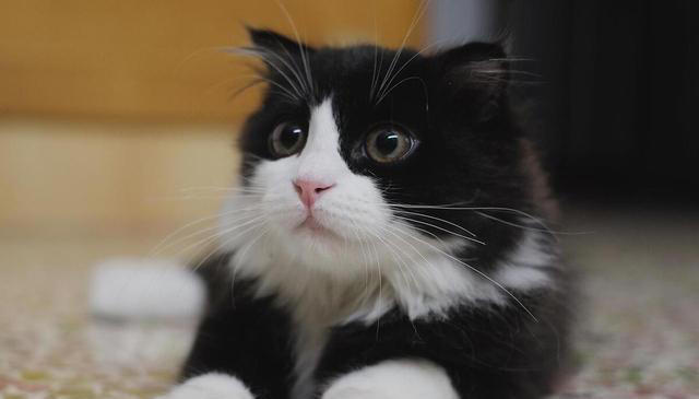 你知道中华田园猫有哪些品种吗？揭秘这些可爱的猫咪品种