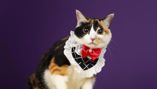 你知道中华田园猫有哪些品种吗？揭秘这些可爱的猫咪品种