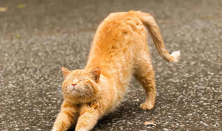 为什么猫咪迎接你之前，总要伸懒腰？原来是这些原因！