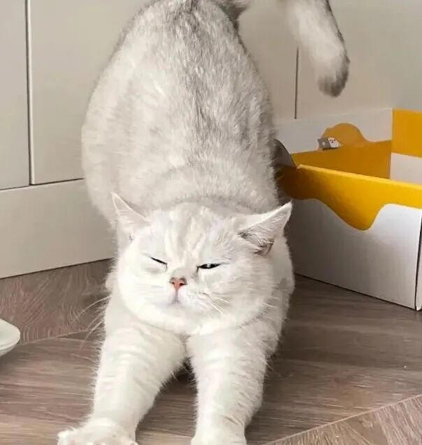 为什么猫咪迎接你之前，总要伸懒腰？原来是这些原因！