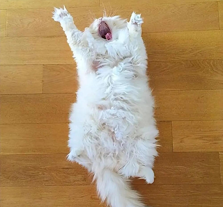 为什么猫咪迎接你之前，总要伸懒腰？原来是这些原因！