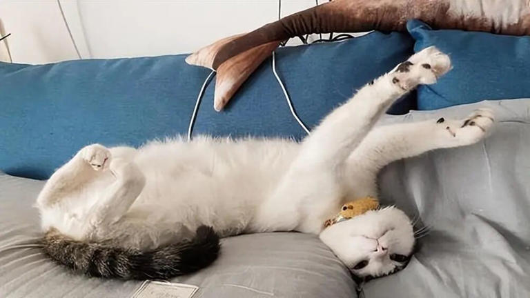 为什么猫咪迎接你之前，总要伸懒腰？原来是这些原因！