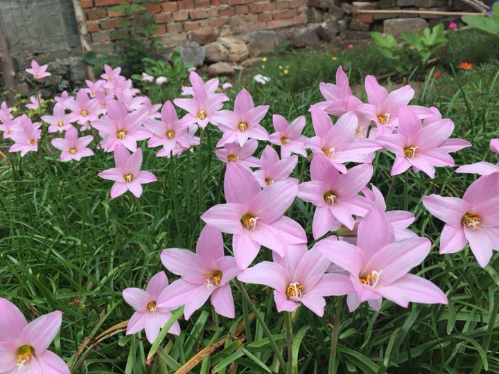 风雨兰的养护小技巧,花不停,繁殖快,越养越多,省心好养长爆盆