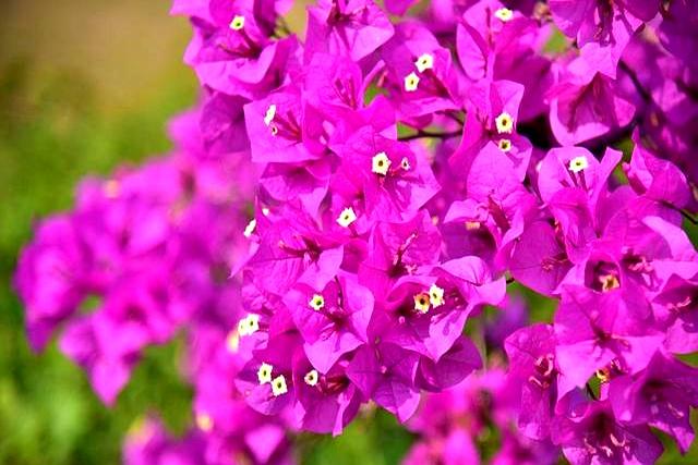 三角梅谢花后别乱动！做好2步，猛发新芽，花量翻番！