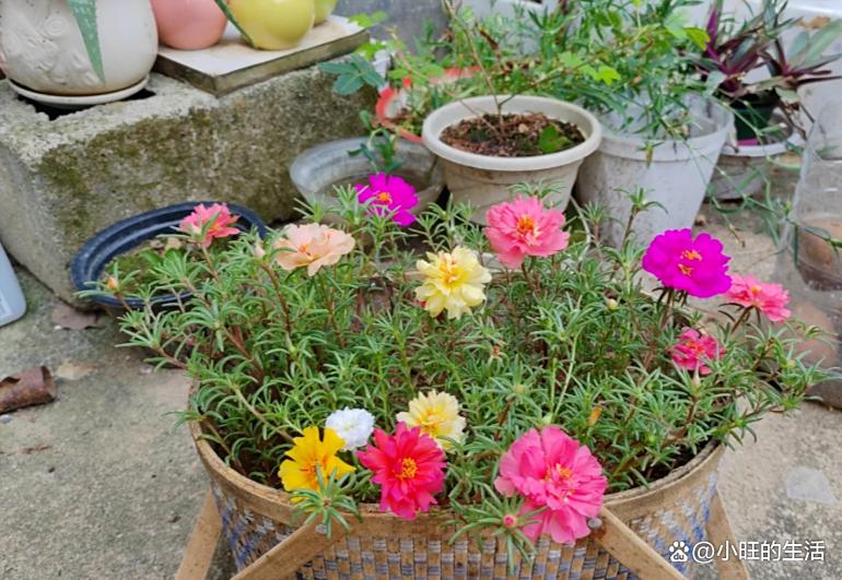 10月份扦插“黄金期”，7种花赶紧“扦插”，沾土就生根，1盆变10盆