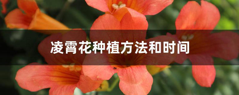  凌霄花种植方法和时间 