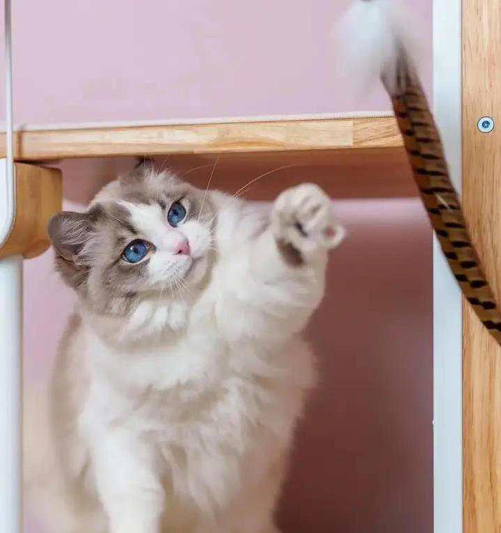 猫咪吃饭喵不停，真在点评口味？3种原因揭秘！