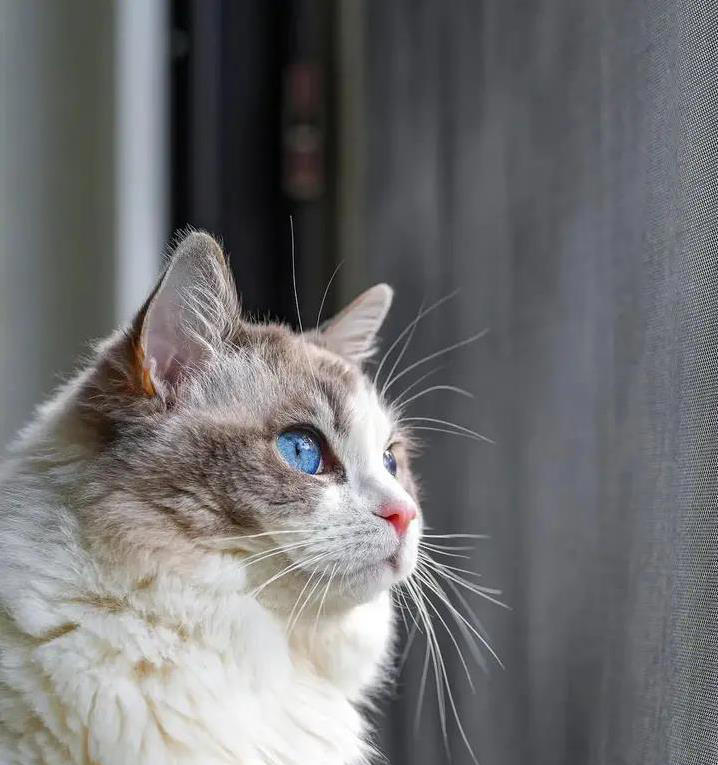 猫咪吃饭喵不停，真在点评口味？3种原因揭秘！