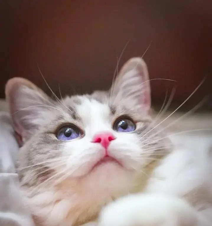 猫咪吃饭喵不停，真在点评口味？3种原因揭秘！