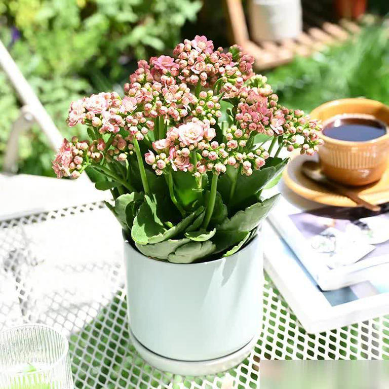 这8种花摆卧室，不仅能净化空气，还有助于改善睡眠！