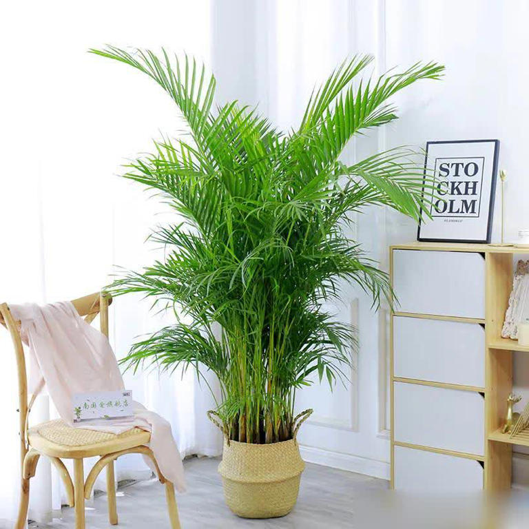 这8种花摆卧室，不仅能净化空气，还有助于改善睡眠！