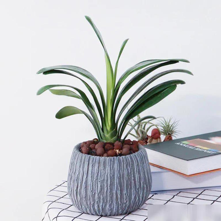 这8种花摆卧室，不仅能净化空气，还有助于改善睡眠！