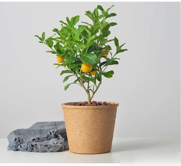 这8种花摆卧室，不仅能净化空气，还有助于改善睡眠！