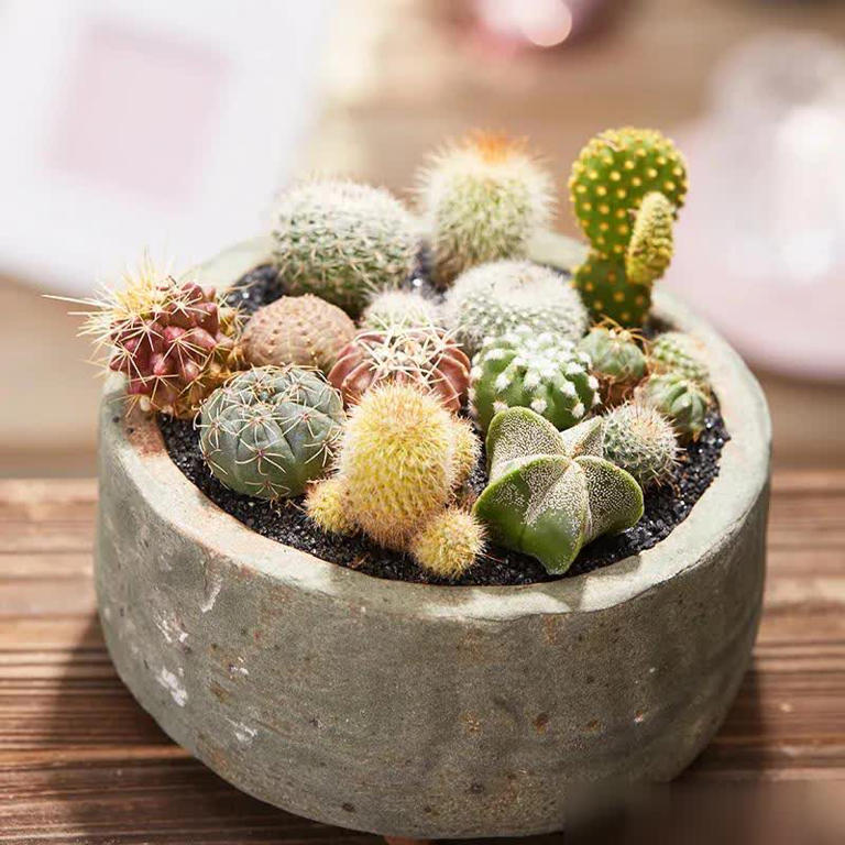 这8种花摆卧室，不仅能净化空气，还有助于改善睡眠！