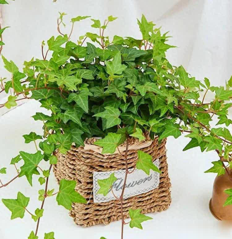 这8种花摆卧室，不仅能净化空气，还有助于改善睡眠！