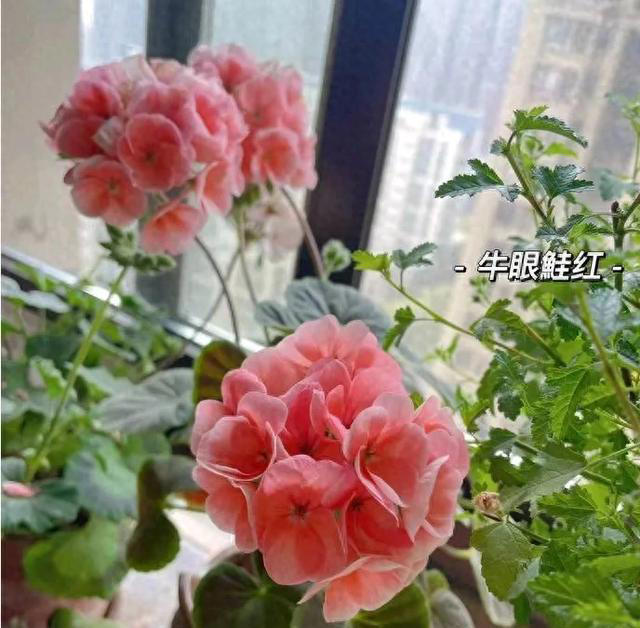 4种“睡眠花”，卧室摆一盆，身体越来越好，难怪聪明人都在养