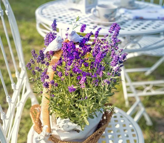 4种“睡眠花”，卧室摆一盆，身体越来越好，难怪聪明人都在养