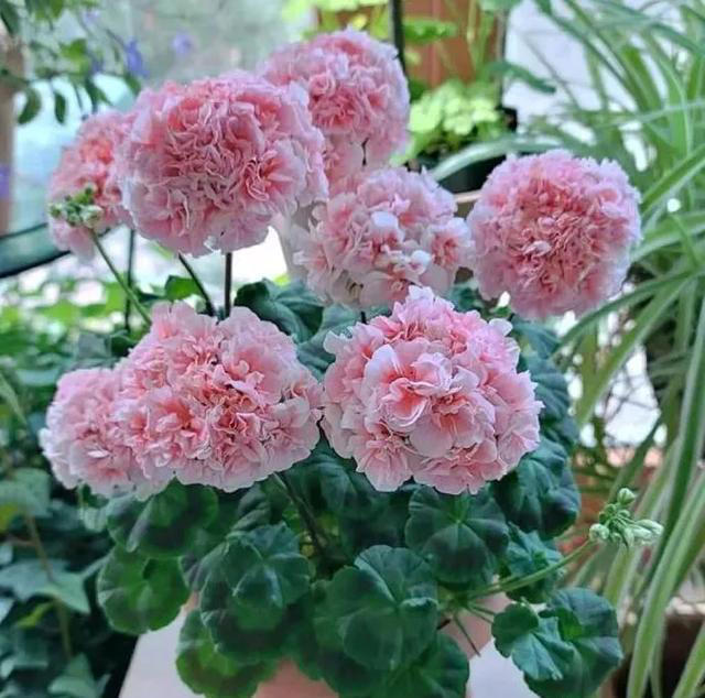 4种“睡眠花”，卧室摆一盆，身体越来越好，难怪聪明人都在养