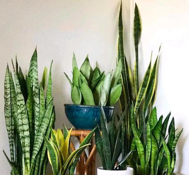 4种“睡眠花”，卧室摆一盆，身体越来越好，难怪聪明人都在养