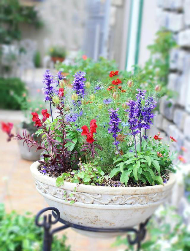 4种“睡眠花”，卧室摆一盆，身体越来越好，难怪聪明人都在养