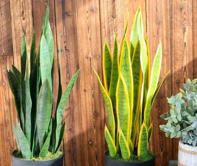 4种“睡眠花”，卧室摆一盆，身体越来越好，难怪聪明人都在养