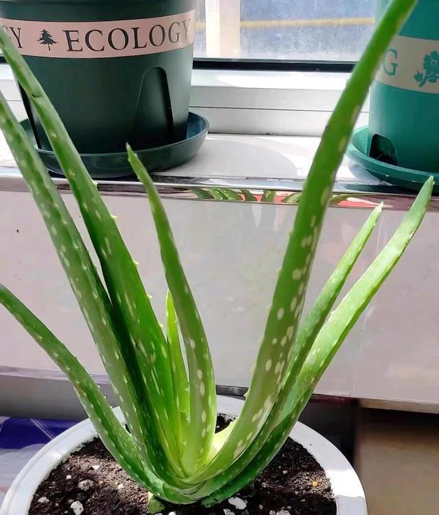 4种“睡眠花”，卧室摆一盆，身体越来越好，难怪聪明人都在养