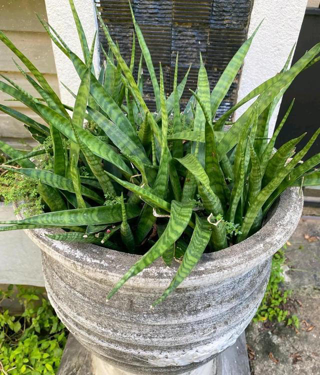 4种“睡眠花”，卧室摆一盆，身体越来越好，难怪聪明人都在养