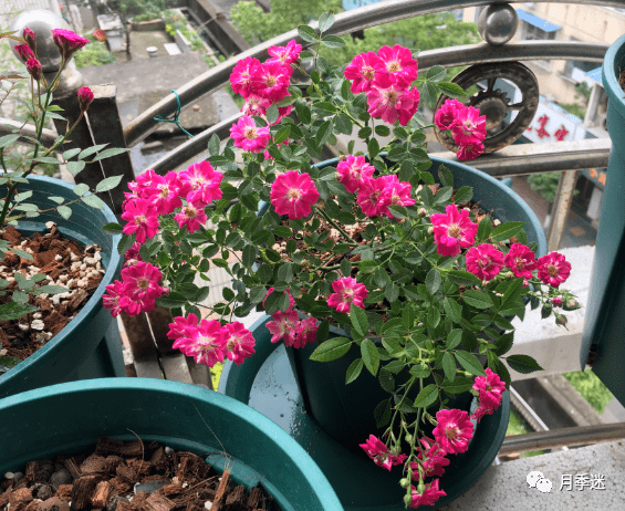 8种漂亮的超微月季图鉴，只有巴掌大小，杯子就能种好