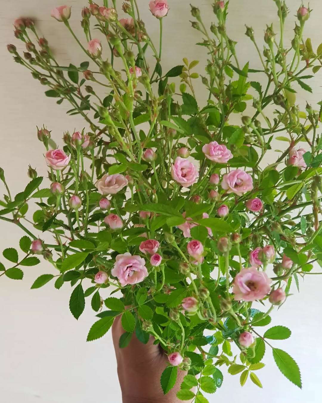 植株小,花超多,病虫害少且四季开花的超微月季