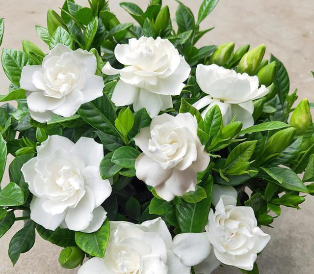 5种漂亮花，立秋后赶紧扦插，生根快，成活率高，来年就能开花