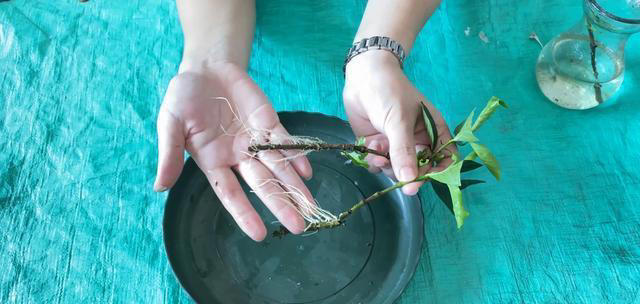 5种漂亮花，立秋后赶紧扦插，生根快，成活率高，来年就能开花