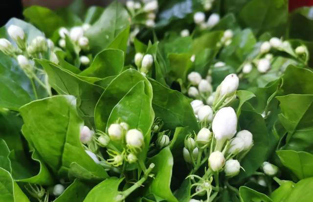 5种漂亮花，立秋后赶紧扦插，生根快，成活率高，来年就能开花