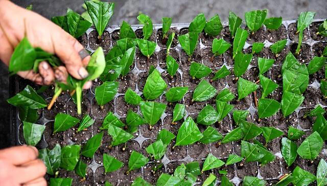 5种漂亮花，立秋后赶紧扦插，生根快，成活率高，来年就能开花