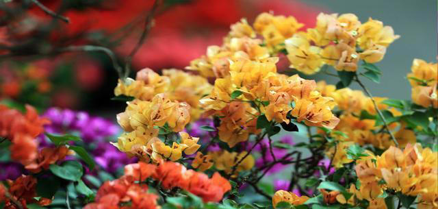 5种漂亮花，立秋后赶紧扦插，生根快，成活率高，来年就能开花