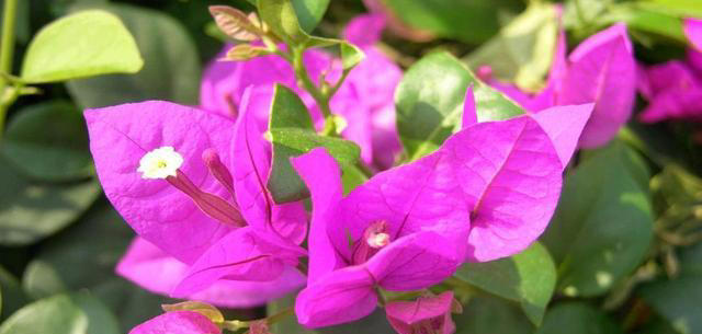 5种漂亮花，立秋后赶紧扦插，生根快，成活率高，来年就能开花