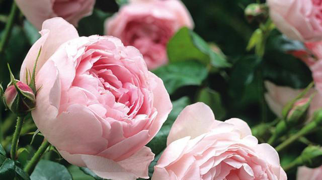 5种漂亮花，立秋后赶紧扦插，生根快，成活率高，来年就能开花