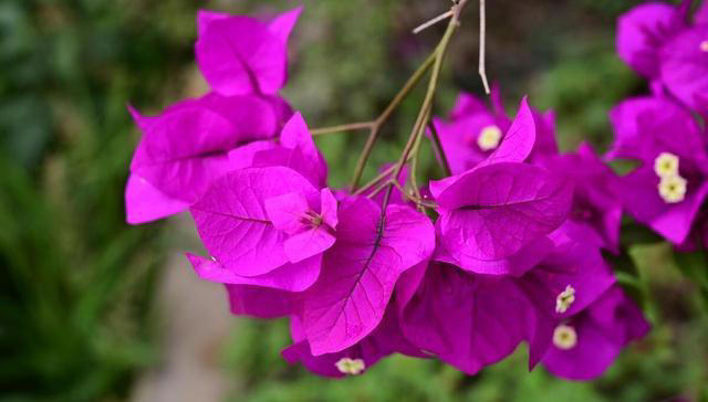 三角梅长叶不开花？入秋剪几刀，开成大花树！