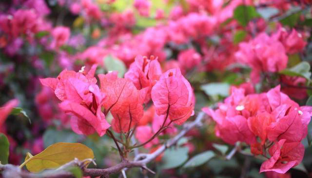 三角梅长叶不开花？入秋剪几刀，开成大花树！