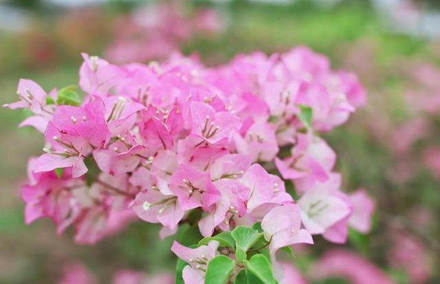 三角梅长叶不开花？入秋剪几刀，开成大花树！