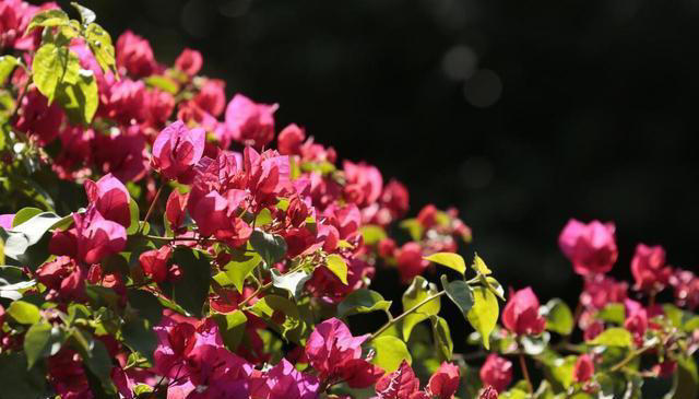 三角梅长叶不开花？入秋剪几刀，开成大花树！